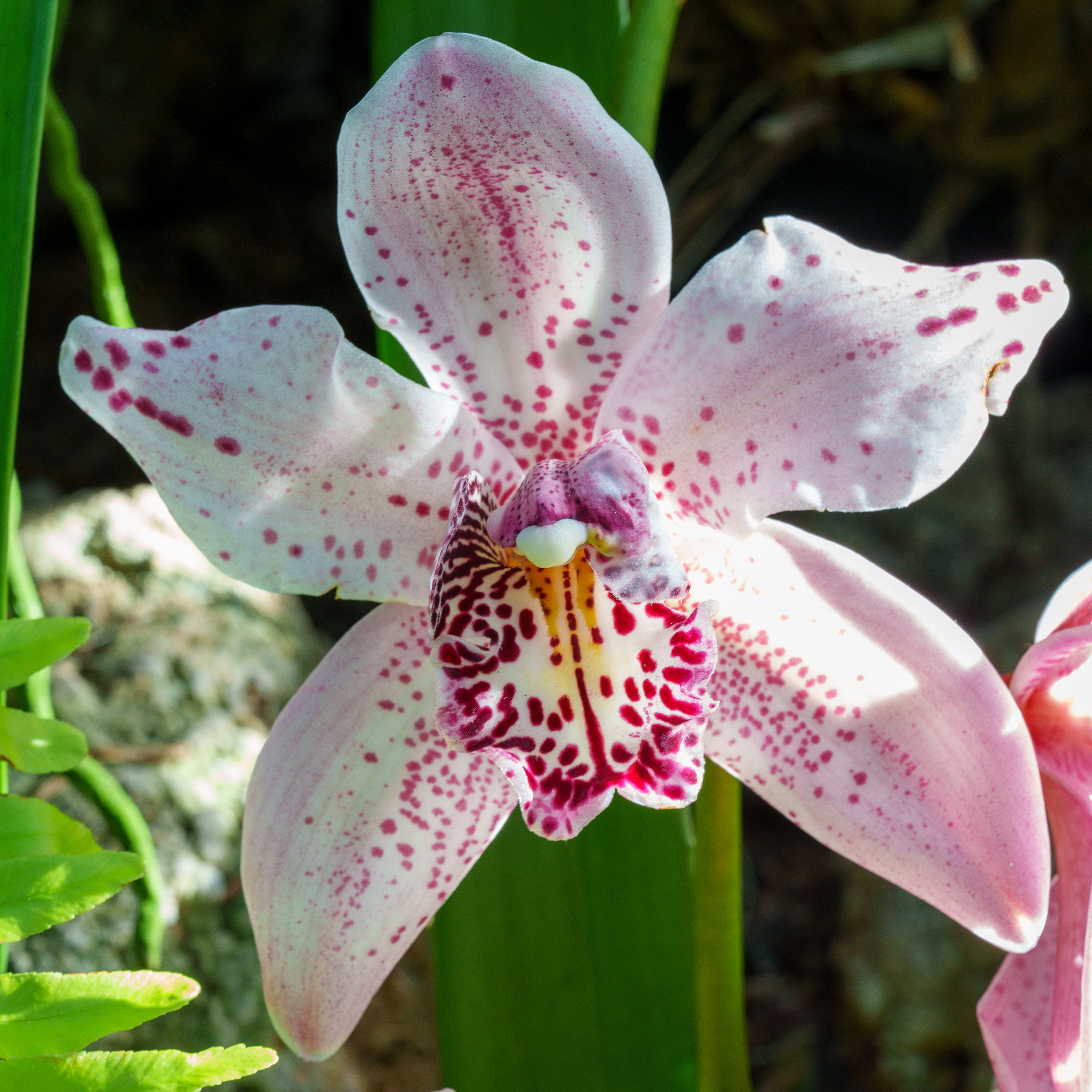 White and Pink Orchid